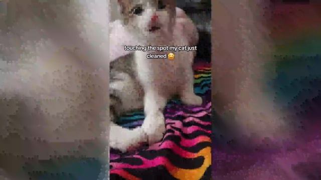 Best video of Tik Tok! 10.03.25 / 03