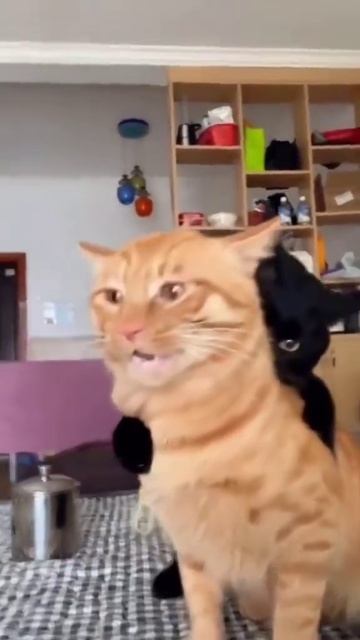 ХихиЧпок Юмор