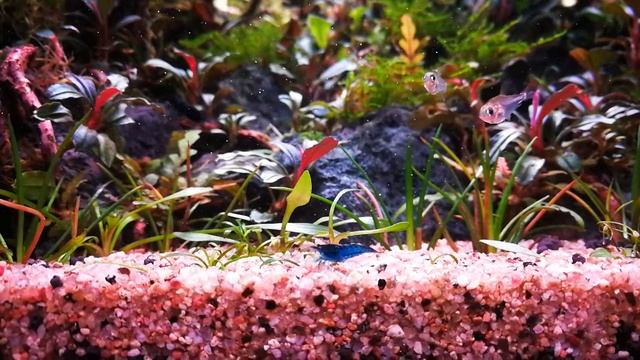 Hummingbird tetra