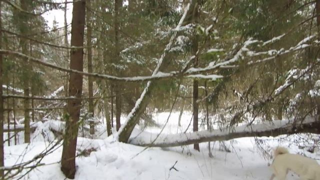 Пытаемся с Лаймой спугнуть белку с места.