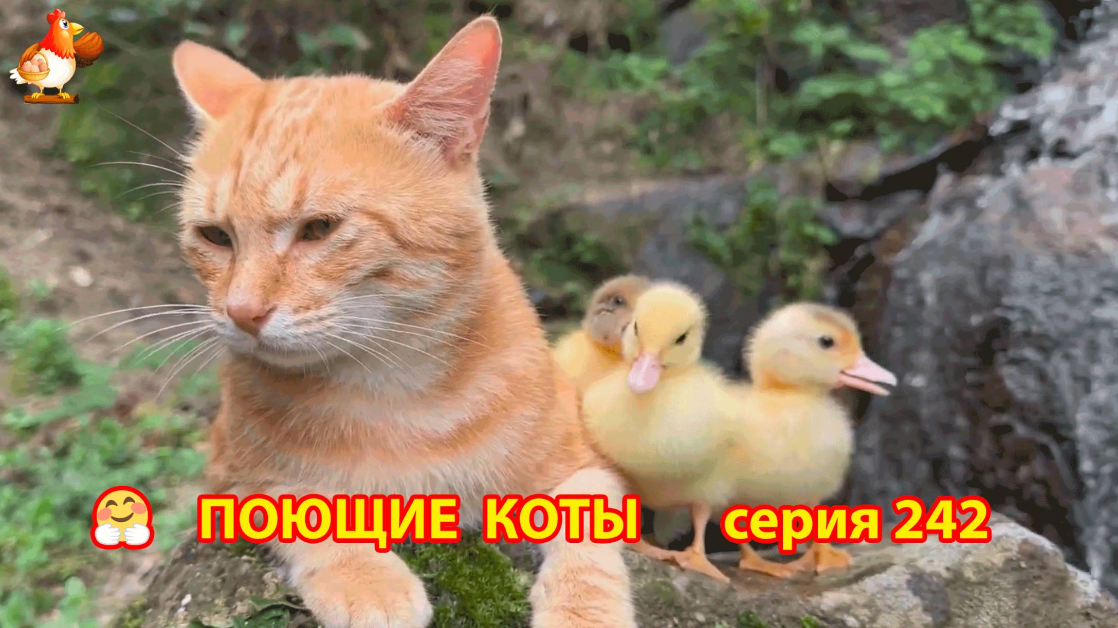 Крутые коты у птичьего двора серия (242) 🐈🐈😹 Природа Абхазии и подворье с птицами и животными ❣