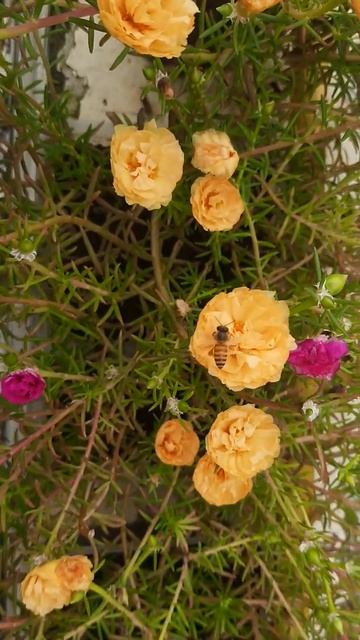 Bee Pollination | 9'O Clock Flower | Home Garden | Yellow and Red Flower |