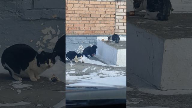 Коты , решил накормить пирожками ч 3