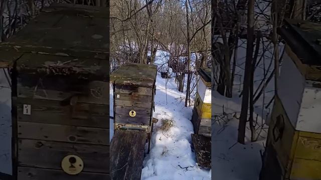 Подготовка к весеннему очистительному облету пчел