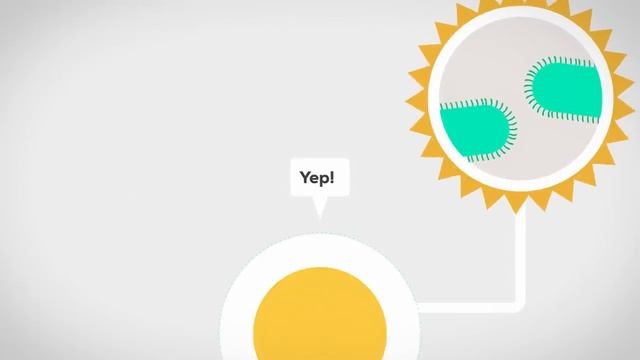 The Immune System Explained I – Bacteria Infection