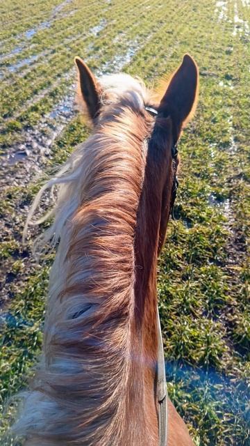 Первый весенний выход Каспера в поля. #horse, #equestrian, #лошади, #pony, #каспер.