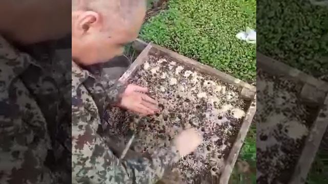 001 сажаем чеснок.mp4