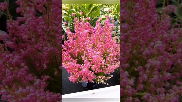 Дарите женщинам цветы.на Якутском Сахалыыта