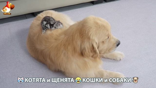 Котята и Щенята 😹 Кошки и Собаки ❣️🥰😂 (9)