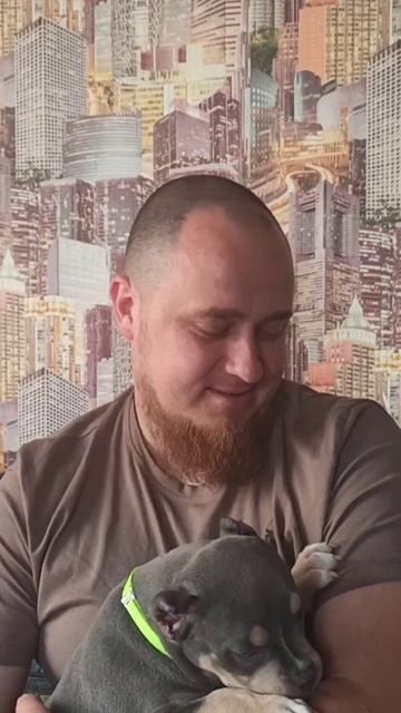 Шеф... едет домой #щенки #булли #буллипокет #буллищенки #uralskiydivision