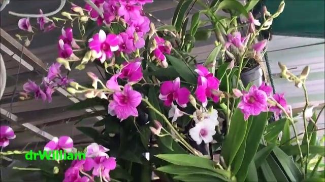 Orchids (anggrek)  part 3