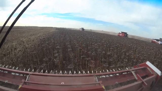 Закончили уборку подсолнечника и приступили к подьему зяби.