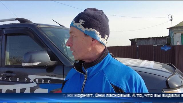 Жители тюменского села обеспокоены количеством бродячих собак