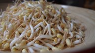 Традиционная корейская кухня: Как прорастить маш в домашних условиях.
