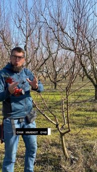 Обрезаем деревья на щучий нос