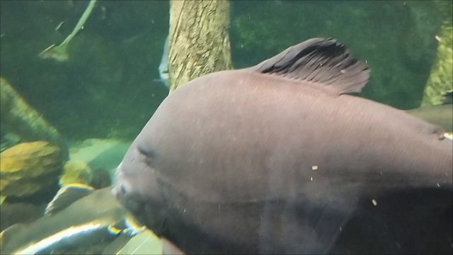 Подводный мир Минского зоопарка. 7 марта.