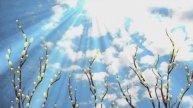 Самые красивые цветы. Северина Школьникова.