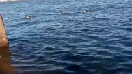 Утки на НЕВЕ!