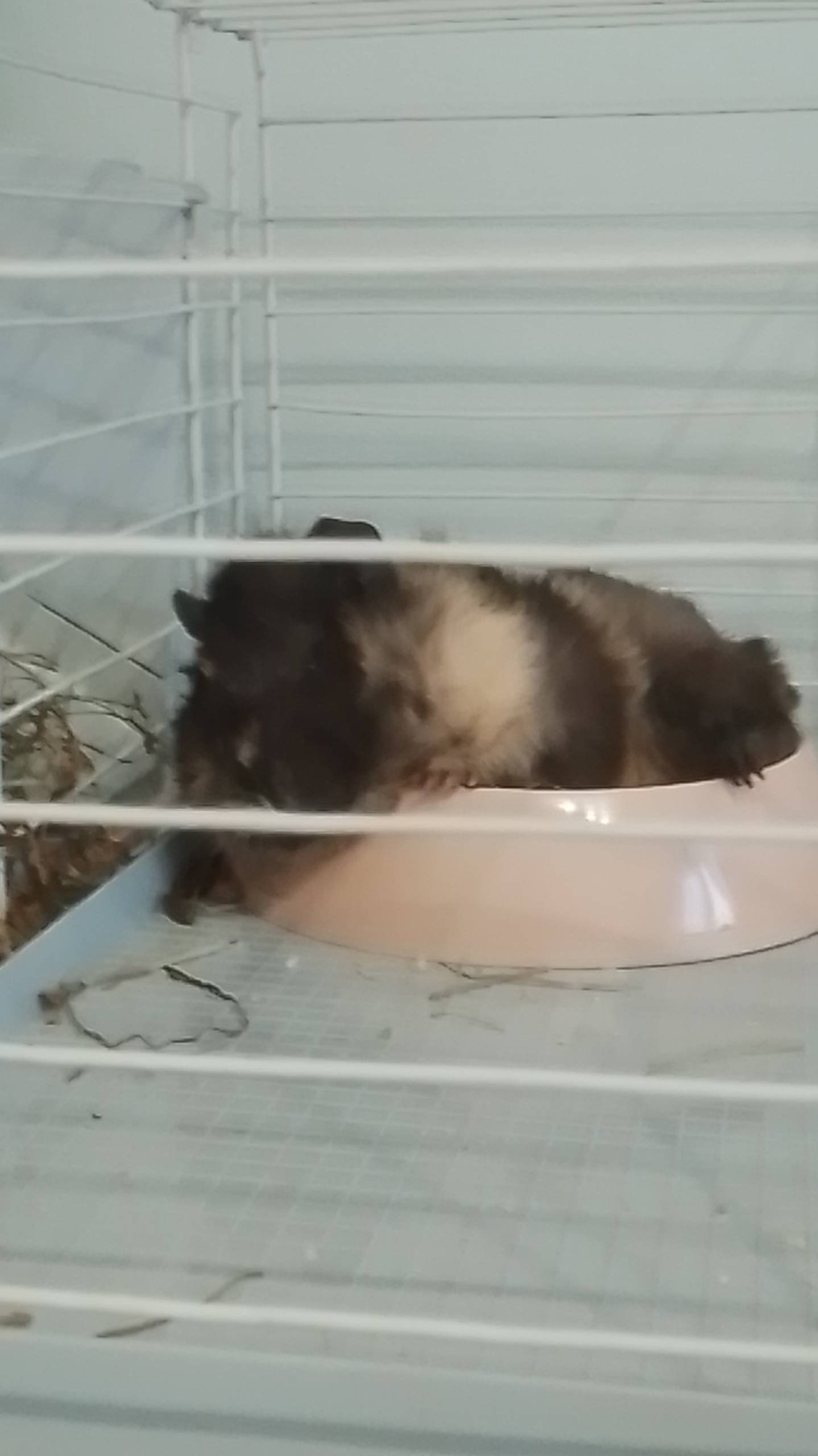 Питомец Таси💖💗