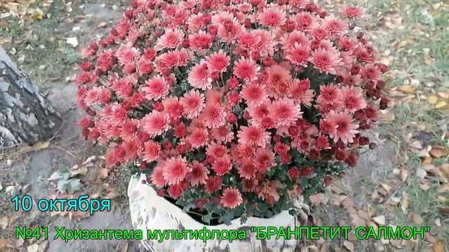 №41 Хризантема мультифлора БРАНПЕТИТ САЛМОН  10 октября 2023 г
