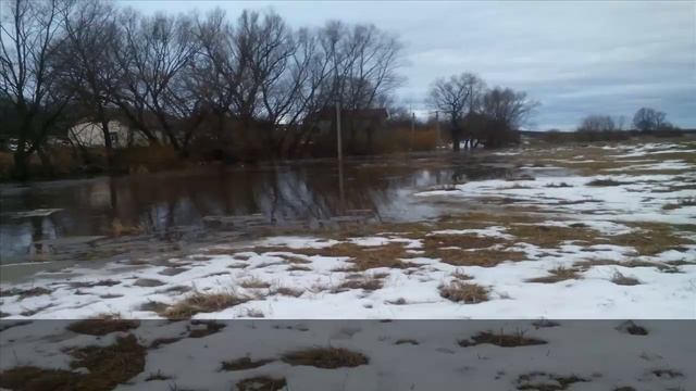 цвіт кульбаби пісевний громофон