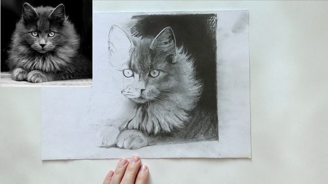 Кот ЧБ интенсив. Введение перед дорисовкой.