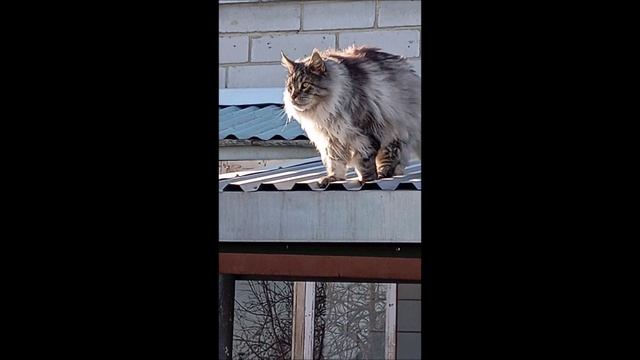 Кот. Кос