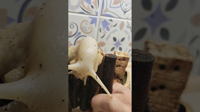 Улитка ахатина по имени Гери. кальций.