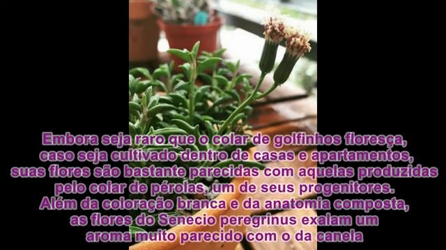 SENECIO PEREGRINUS COLAR DE GOLFINHOS.( CULTIVO )