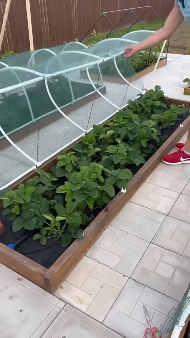 🍓Защищаем клубнику от птиц! #shorts #garden #советы