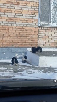 Коты , решил накормить пирожками ч 4