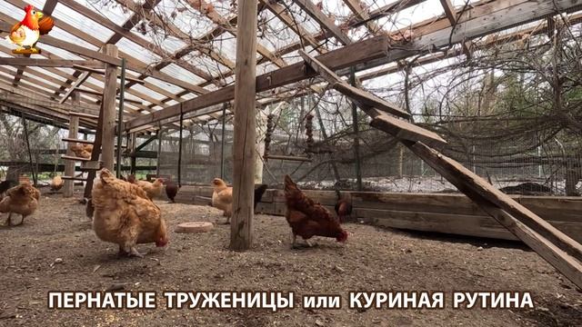 Куры несушки свободного выгула и их обычная куриная рутина – эпизод (85)