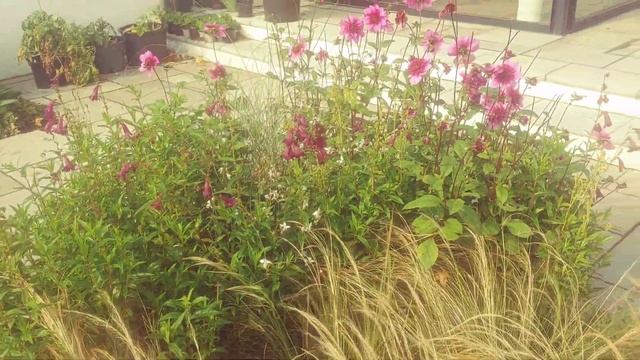 Plant combinations - Gaura, Penstemon & grasses vlog