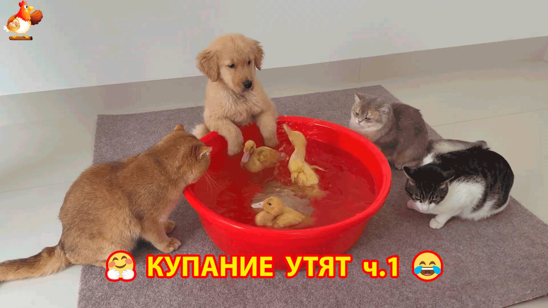 Щенок впервые увидел Утят в тазике ❣️🥰😂 ч.1