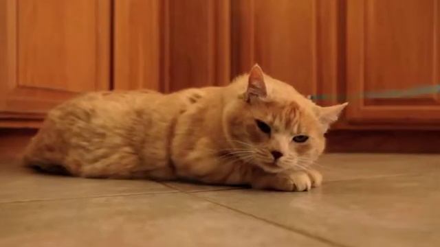 Hills Prescription Diet - Cat