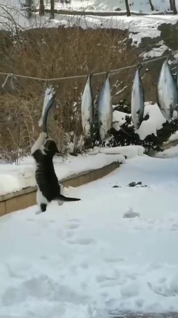 Веселые кошки 152 #superfannycat