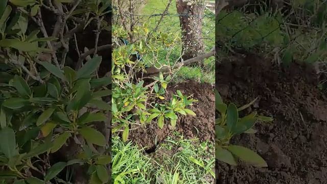 Сосед отдал куст рододендрона, пересадили к себе на участок.
