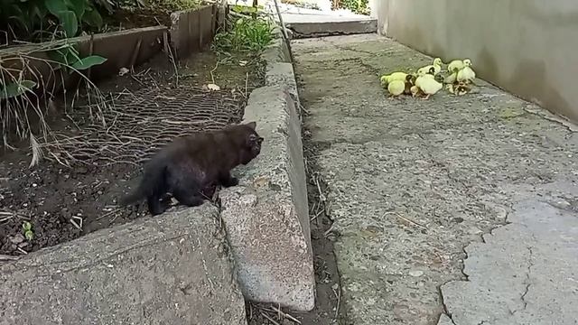 ГУСЯТА УТЯТА И КОТЁНОК😾😾😾