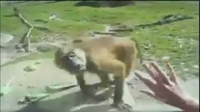 вот это обезьяна!