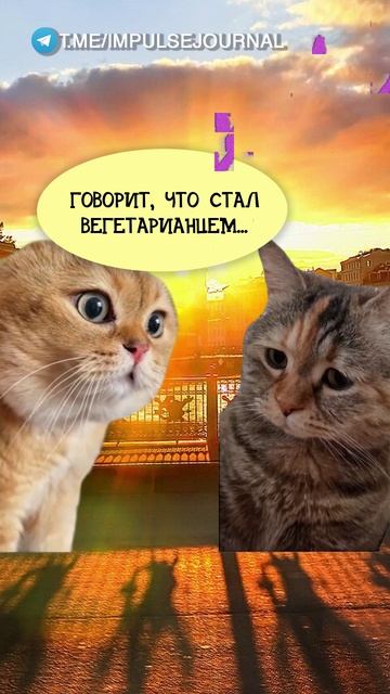 Поздно дошло #мыкотики #вмем #разговор #анекдот #шутки #животные #юмор #кошки #смешное #мемы