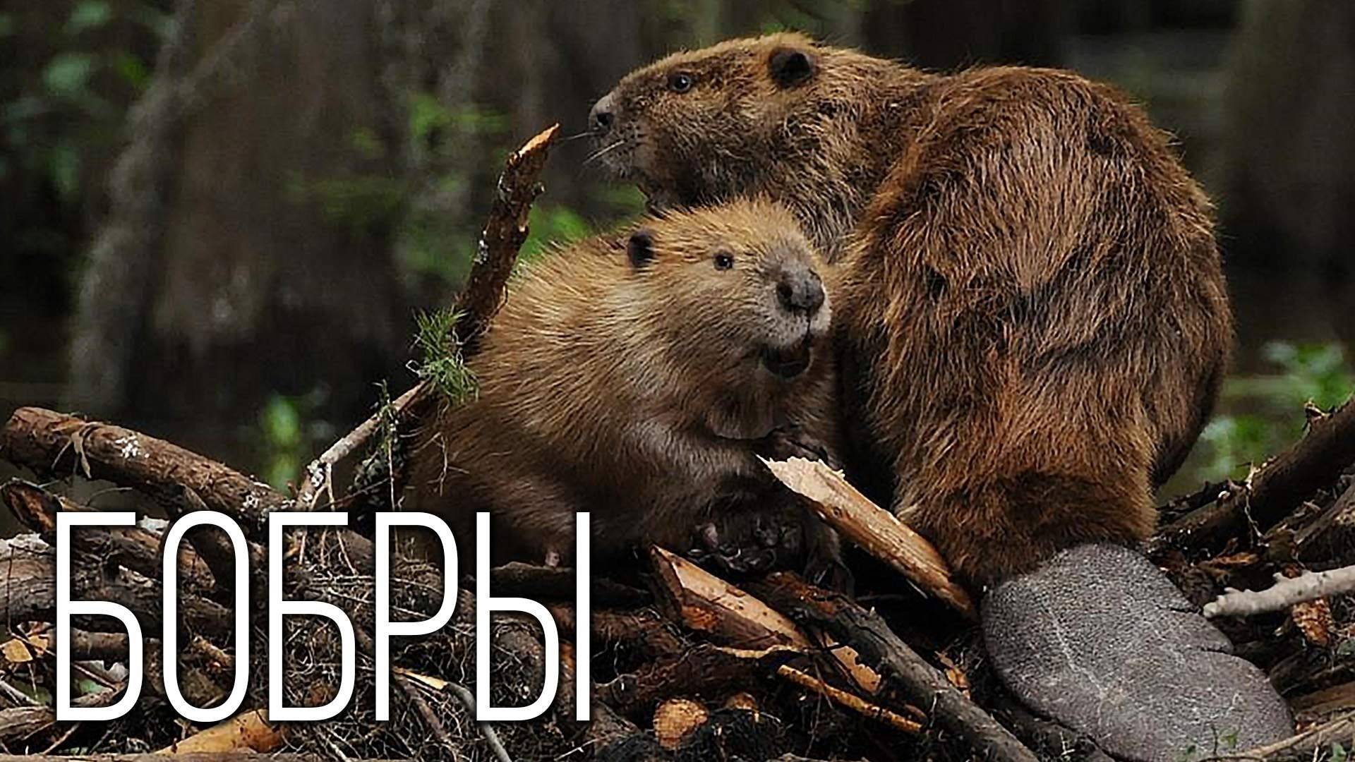 Репортаж с бобровой запруды ч.4