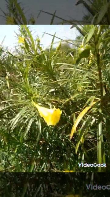 We, humans, are cutting down plants and destroying our beautiful environment,