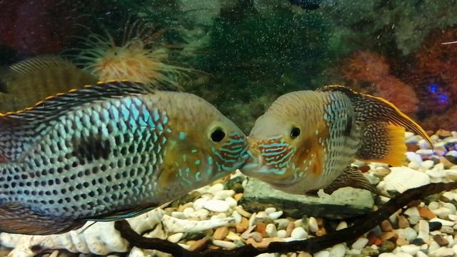 Акара бирюзовая 🐠🐟
