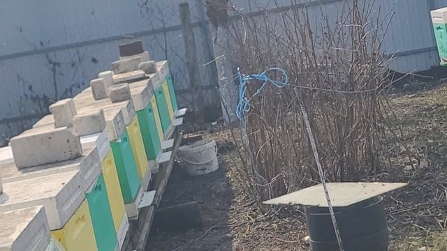 ф.43. мои рыжиков понесли первую пыльцу.10.03.2025.г
