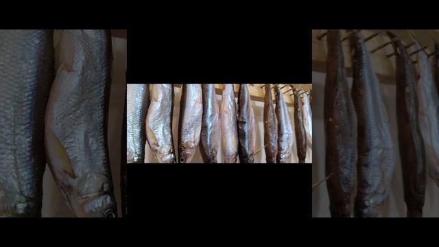 Мы любим его! Сахалинский зубарь! Зимняя рыбалка) Сахалин