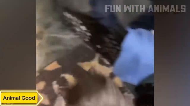 Самые смешные животные 2025 😂 Приколы с котами и собаками 😺🐶 Часть 14