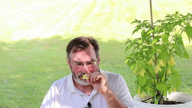 White Fantasy Pepper Tasting and Review