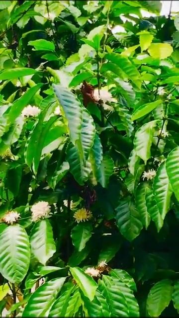 Coffee plant with flowers