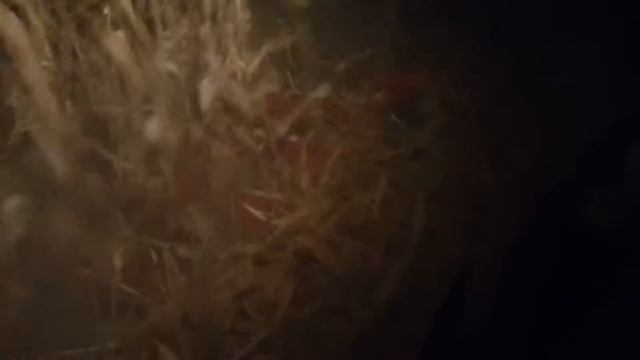 Уборка кукурудзи 2019