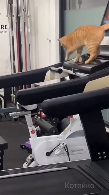 Кото беговая дорожка